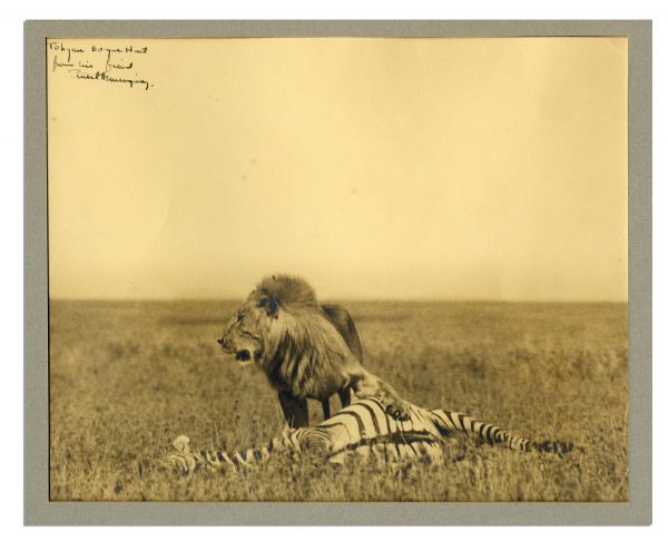 Amazing Ernest Hemingway Signed Photograph of a Lion and Its Hunt While on Safari -- Large Photograph Measures 11'' x 9''