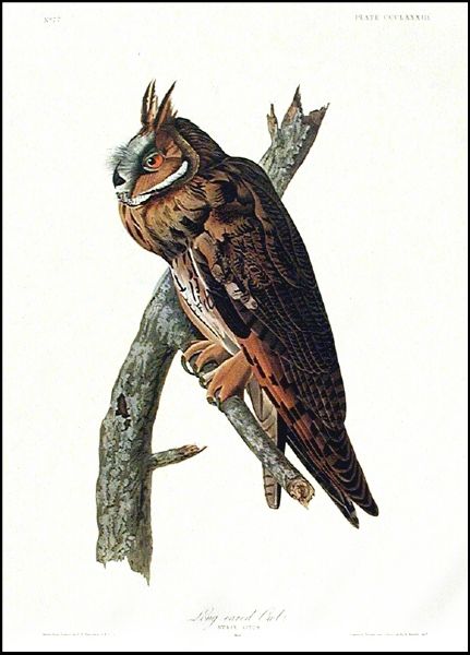 John James Audubon's ''Long-Eared Owl'' #383 -- Amsterdam Edition -- 1972 -- 26.5'' x 39.5''