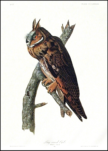 John James Audubon's Lithograph of ''Long-Eared Owl'' -- From the Amsterdam Edition Measuring 26.5'' x 39.5''