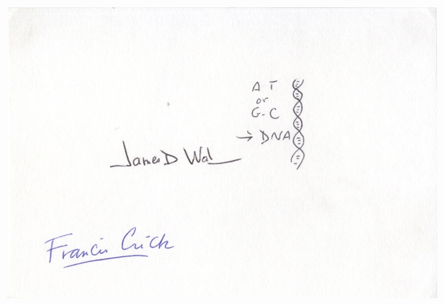 James Watson Signed Drawing of the DNA Double Helix -- Also Signed by Francis Crick