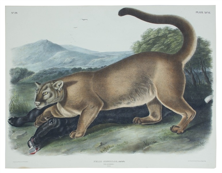John Audubon 1846 ''The Cougar'' Lithograph From ''The Viviparous Quadrupeds of North America'' -- Measures 20'' x 26''
