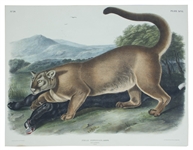 John Audubon 1846 The Cougar Lithograph From The Viviparous Quadrupeds of North America -- Measures 20 x 26