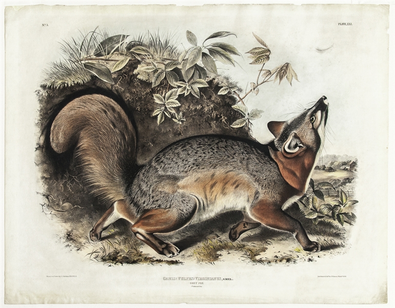 Hand-Colored ''Grey Fox'' Lithograph From the 1843 Edition of John James Audubon's ''The Viviparous Quadrupeds of North America'' -- Measures 28'' x 21.75''