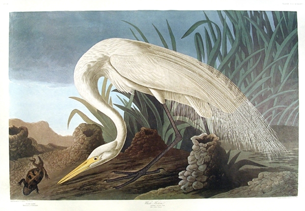 ''White Heron'' Print by Artist John James Audubon -- ''Birds of America'' Collection -- Large Sheet Measures 39.5'' x 26.5''