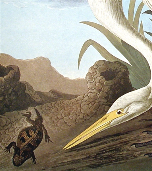 ''White Heron'' Print by Artist John James Audubon -- ''Birds of America'' Collection -- Large Sheet Measures 39.5'' x 26.5''