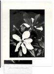 Suite of Ralph Nelson Photos in Signed Displays -- From Ray Bradbury's Personal Collection