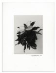 Suite of Ralph Nelson Photos in Signed Displays -- From Ray Bradbury's Personal Collection