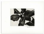 Suite of Ralph Nelson Photos in Signed Displays -- From Ray Bradbury's Personal Collection