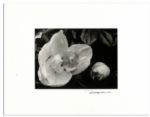 Suite of Ralph Nelson Photos in Signed Displays -- From Ray Bradbury's Personal Collection