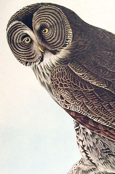 ''Great Cinereous Owl'' Audubon Print -- Measures 23.5'' x 36.5''
