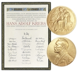 Nobel Prize Awarded to Scientist Hans Krebs in 1953, Won for His Discovery of the Famous Krebs Cycle -- With Krebs Nobel Prize Diploma