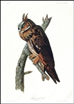 John James Audubons Lithograph of Long-Eared Owl -- From the Amsterdam Edition Measuring 26.5 x 39.5