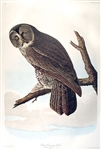 Great Cinereous Owl Audubon Print -- Measures 23.5 x 36.5