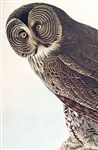 ''Great Cinereous Owl'' Audubon Print -- Measures 23.5'' x 36.5''