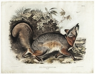 Hand-Colored Grey Fox Lithograph From the 1843 Edition of John James Audubons The Viviparous Quadrupeds of North America -- Measures 28 x 21.75