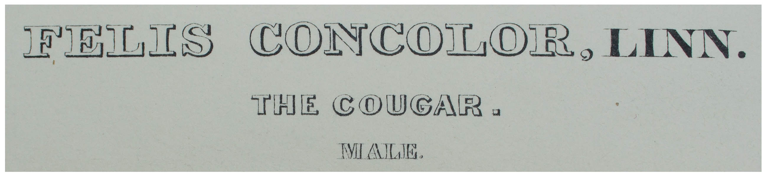 John Audubon 1846 ''The Cougar'' Lithograph From ''The Viviparous Quadrupeds of North America'' -- Measures 20'' x 26''
