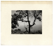Edward Weston's ''Winter Idyll'', Printed & Signed in a Limited Edition by Cole Weston