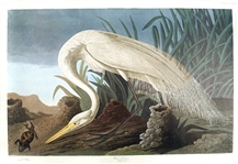 White Heron Print by Artist John James Audubon -- Birds of America Collection -- Large Sheet Measures 39.5 x 26.5