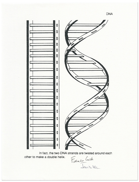Francis Crick and James Watson Signed Illustration of the DNA Double Helix -- With PSA/DNA COA